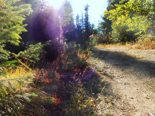 side track from ridge road, Monumental Mountain, Stevens County, Washington