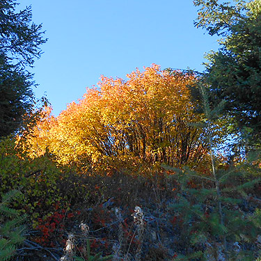 fall-yellow vine maple, Monumental Mountain, Stevens County, Washington
