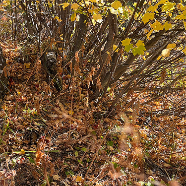 vine maple litter, Monumental Mountain, Stevens County, Washington