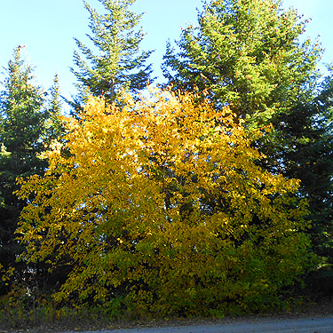 yellow vine maple, Monumental Mountain, Stevens County, Washington