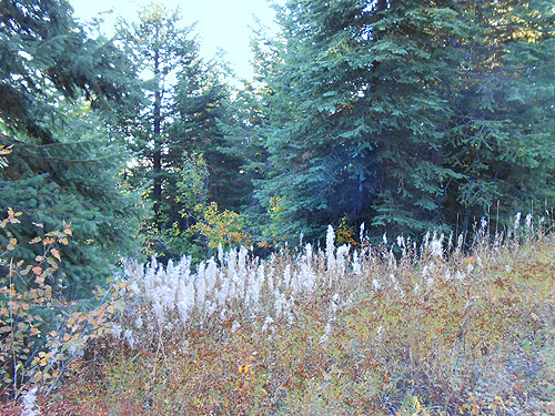 field of herbs with white seed puffs, Monumental Mountain, Stevens County, Washington