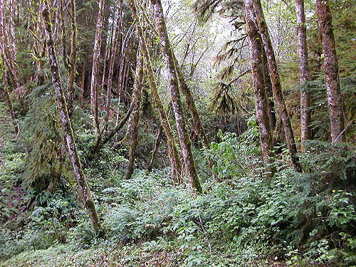 riparian alder forest, ravine of Mooney Creek, Grays Harbor County, Washington