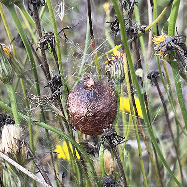 Argiope spider egg sac, clearcut S of ravine of Mooney Creek, Grays Harbor County, Washington