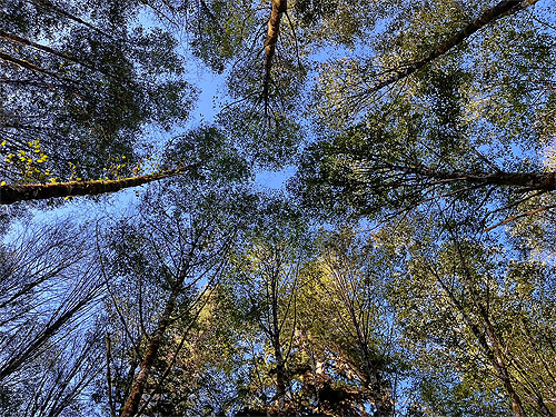 alder forest canopy, ravine of Mooney Creek, Grays Harbor County, Washington