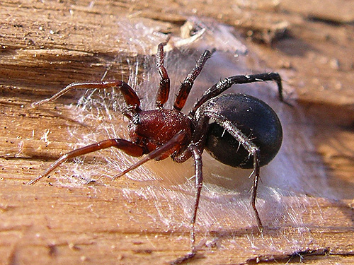 spider Castianeira longipalpa with egg sac, clearcut S of ravine of Mooney Creek, Grays Harbor County, Washington