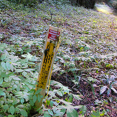 gas-line warning stake, ravine of Mooney Creek, Grays Harbor County, Washington