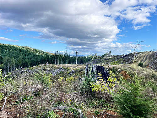 2020 clearcut S of ravine of Mooney Creek, Grays Harbor County, Washington