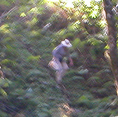 Laurel Ramseyer climbing down south steeps into ravine of Mooney Creek, Grays Harbor County, Washington