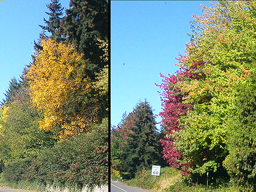 fall color along Interstate 5 near Olympia, Washington on 29 Sept 2024