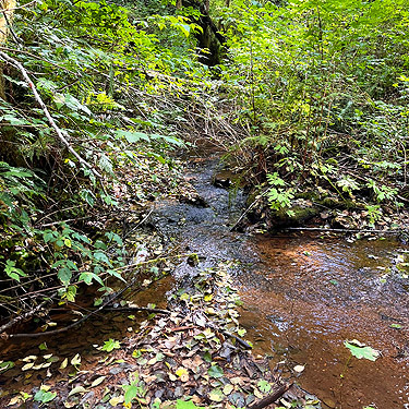 creek in ravine of Mooney Creek, Grays Harbor County, Washington