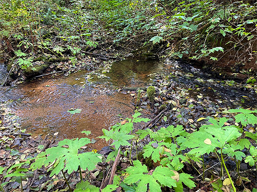 creek in ravine of Mooney Creek, Grays Harbor County, Washington