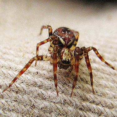 spider Dirksia cinctipes swept by creek, ravine of Mooney Creek, Grays Harbor County, Washington