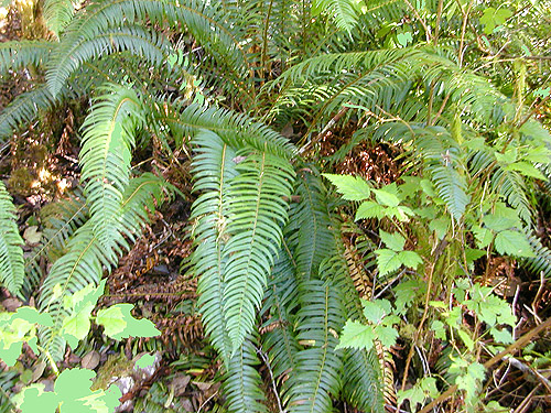 sword fern understory, ravine of Mooney Creek, Grays Harbor County, Washington