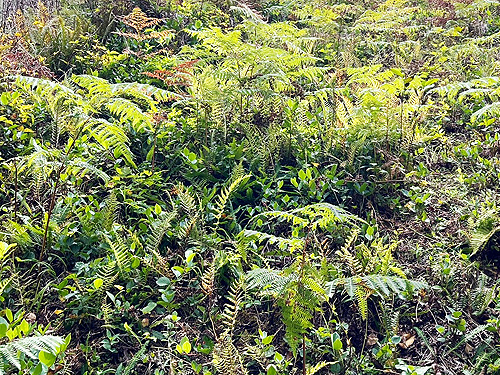 fern-shrub-herb meadow, clearcut S of ravine of Mooney Creek, Grays Harbor County, Washington