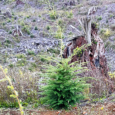 recently planted western hemlock, clearcut S of ravine of Mooney Creek, Grays Harbor County, Washington