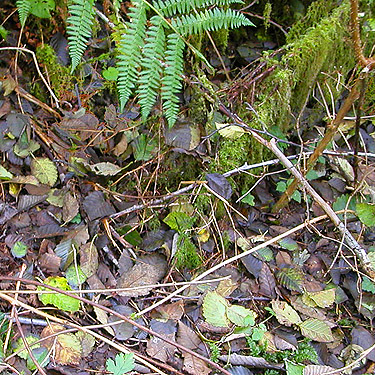 alder leaf litter, ravine of Mooney Creek, Grays Harbor County, Washington