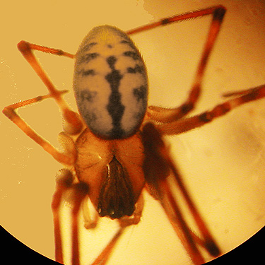 female spider Pacifiphantes magnificus from ravine of Mooney Creek, Grays Harbor County, Washington