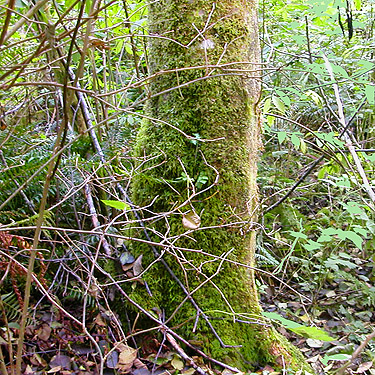 moss on alder trunk, ravine of Mooney Creek, Grays Harbor County, Washington