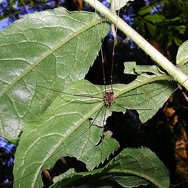 harvestman Nelima paessleri, vicinity of ravine of Mooney Creek, Grays Harbor County, Washington