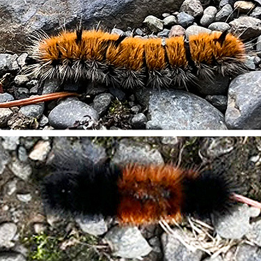 tussock and isabella moth caterpillars, Mooney Creek Road, Grays Harbor County, Washington