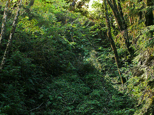 precipitous south slope of ravine of Mooney Creek, Grays Harbor County, Washington