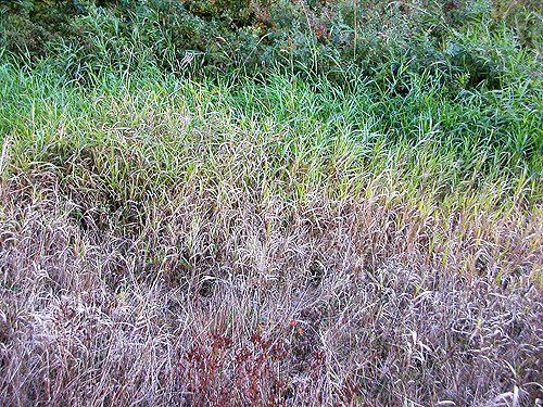 productive grass along road N of ravine of Mooney Creek, Grays Harbor County, Washington