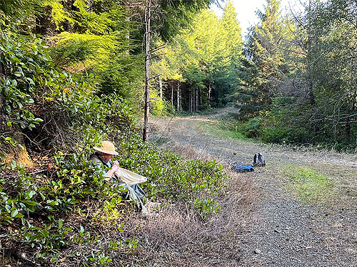 Rod Crawford sorting salal beat sample, N side of ravine of Mooney Creek, Grays Harbor County, Washington