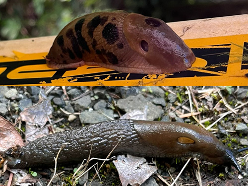 two slug species from vicinity of ravine of Mooney Creek, Grays Harbor County, Washington