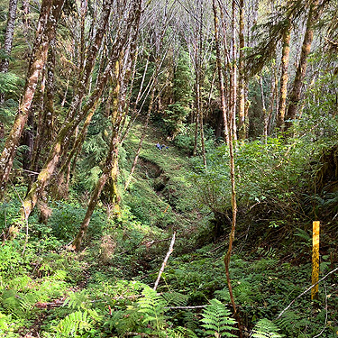 steep gas-line right of way into ravine of Mooney Creek, Grays Harbor County, Washington