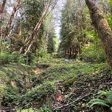 steep gas-line right of way into ravine of Mooney Creek, Grays Harbor County, Washington