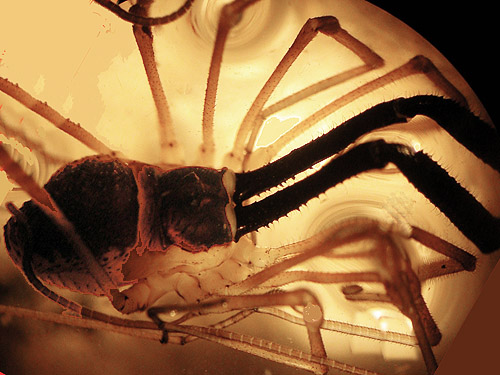 female harvestman Taracus pallipes from litter, ravine of Mooney Creek, Grays Harbor County, Washington