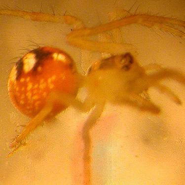 Theridion californicum spider, vicinity of ravine of Mooney Creek, Grays Harbor County, Washington