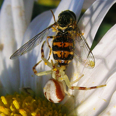 spider Misumena vatia with syrphid fly prey, clearcut S of ravine of Mooney Creek, Grays Harbor County, Washington