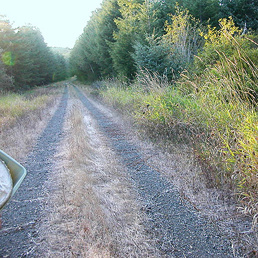 We walk out along the Mooney Creek road, Grays Harbor County, Washington