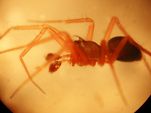 male spider Wubana pacifica sifted from moss, ravine of Mooney Creek, Grays Harbor County, Washington