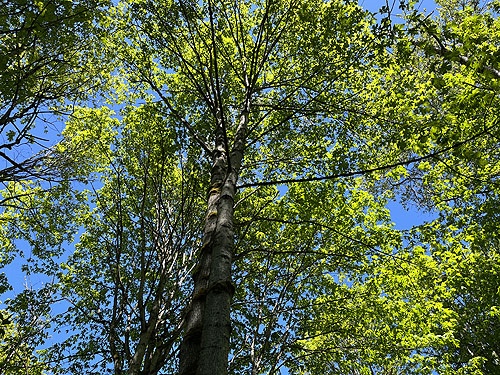 cottonwood canopy, Morse Creek east of Port Angeles, Clallam County, Washington