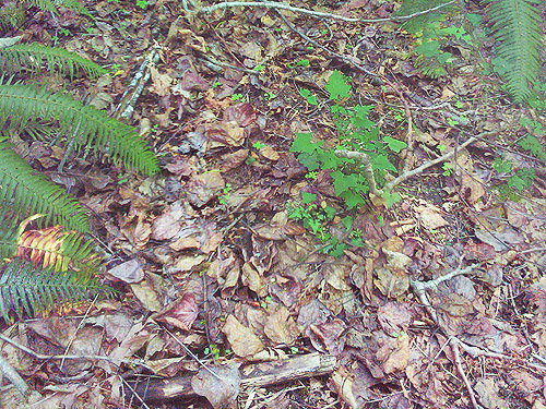 cottonwood leaf litter, Morse Creek east of Port Angeles, Clallam County, Washington