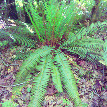 sword fern Polystichum munitum, Morse Creek east of Port Angeles, Clallam County, Washington