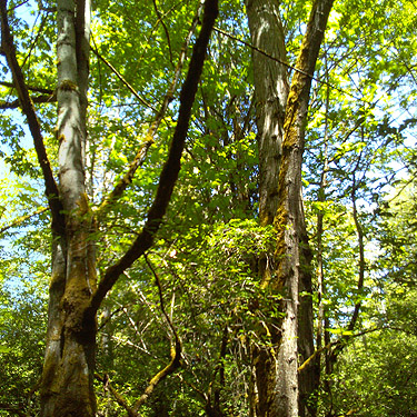 green forest, Morse Creek east of Port Angeles, Clallam County, Washington