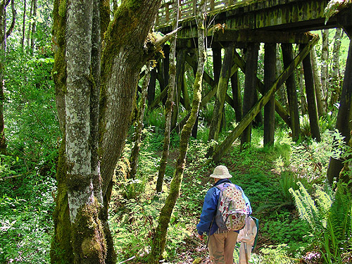 Rod Crawford entering green forest, Morse Creek east of Port Angeles, Clallam County, Washington