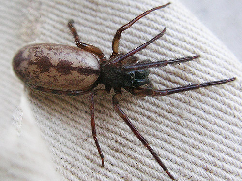 Segestria pacifica spider, trailhead cabin, Morse Creek east of Port Angeles, Clallam County, Washington