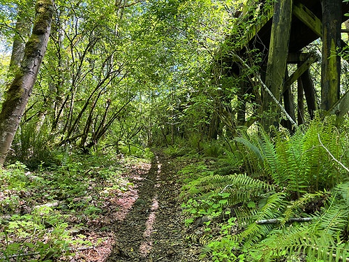 side trail to Morse Creek, E of Port Angeles, Clallam County, Washington