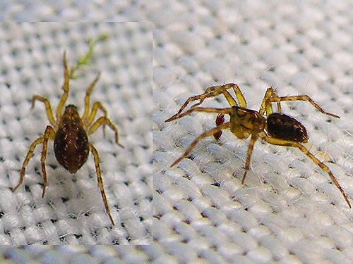 Both sexes spider Ethobuella tuonops from Deer Creek Road, Cultus Mountains, Skagit County, Washington