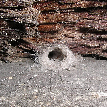 web/tube of Segestria pacifica spider, trailhead cabin, Morse Creek east of Port Angeles, Clallam County, Washington