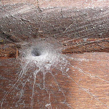 web/tube of spider Segestria pacifica, trailhead cabin, Morse Creek east of Port Angeles, Clallam County, Washington