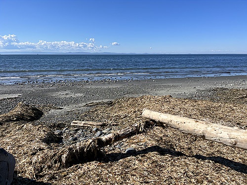 sea wrack on the beach, W of Morse Creek east of Port Angeles, Clallam County, Washington