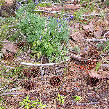 ponderosa pine cones, Mosquito Ridge, Entiat Mountains, Chelan County, Washington