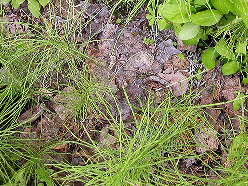 cottonwood-alder leaf litter, N slope of Mosquito Ridge, Entiat Mountains, Chelan County, Washington