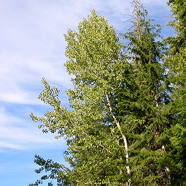 cottonwood tree, N slope of Mosquito Ridge, Entiat Mountains, Chelan County, Washington