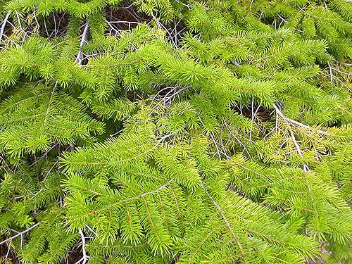 true fir foliage, N slope of Mosquito Ridge, Entiat Mountains, Chelan County, Washington